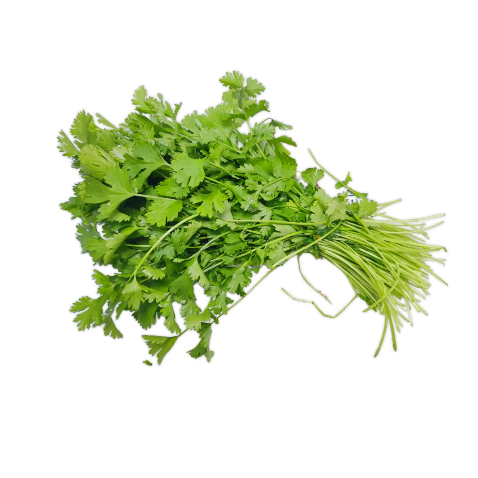 Coriander fresh (UAE)